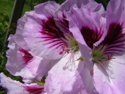 Pelargonium domesticum (malvón pensamiento)